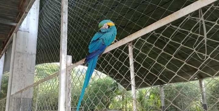 Cusco: Rescatan guacamayo que era usado como atractivo de un local deportivo