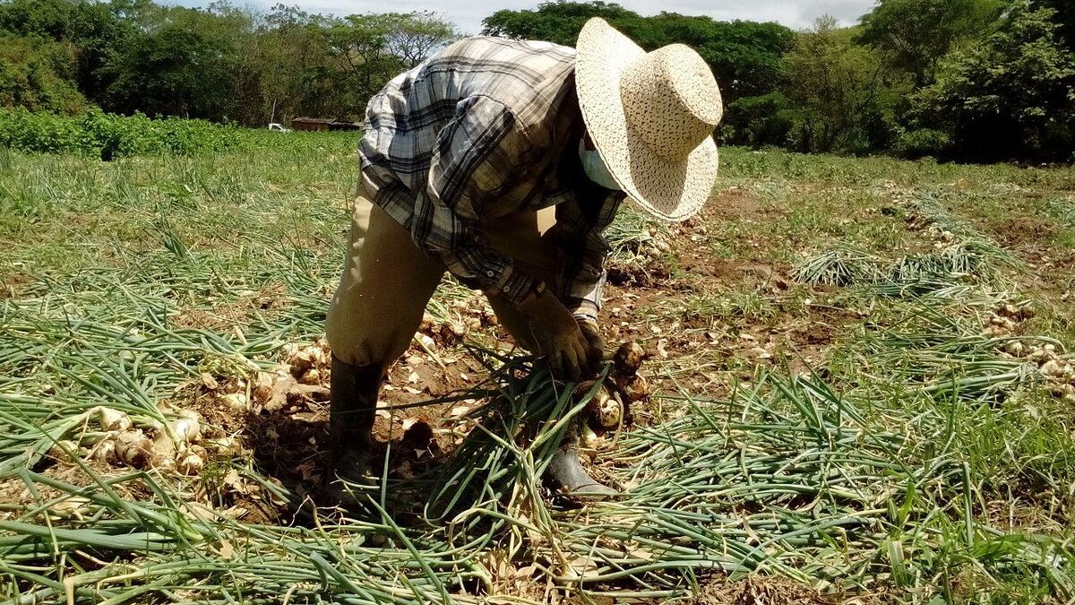 Arequipa: lluvias dañan 17% de producción agrícola, afectando especialmente a Camaná e Islay