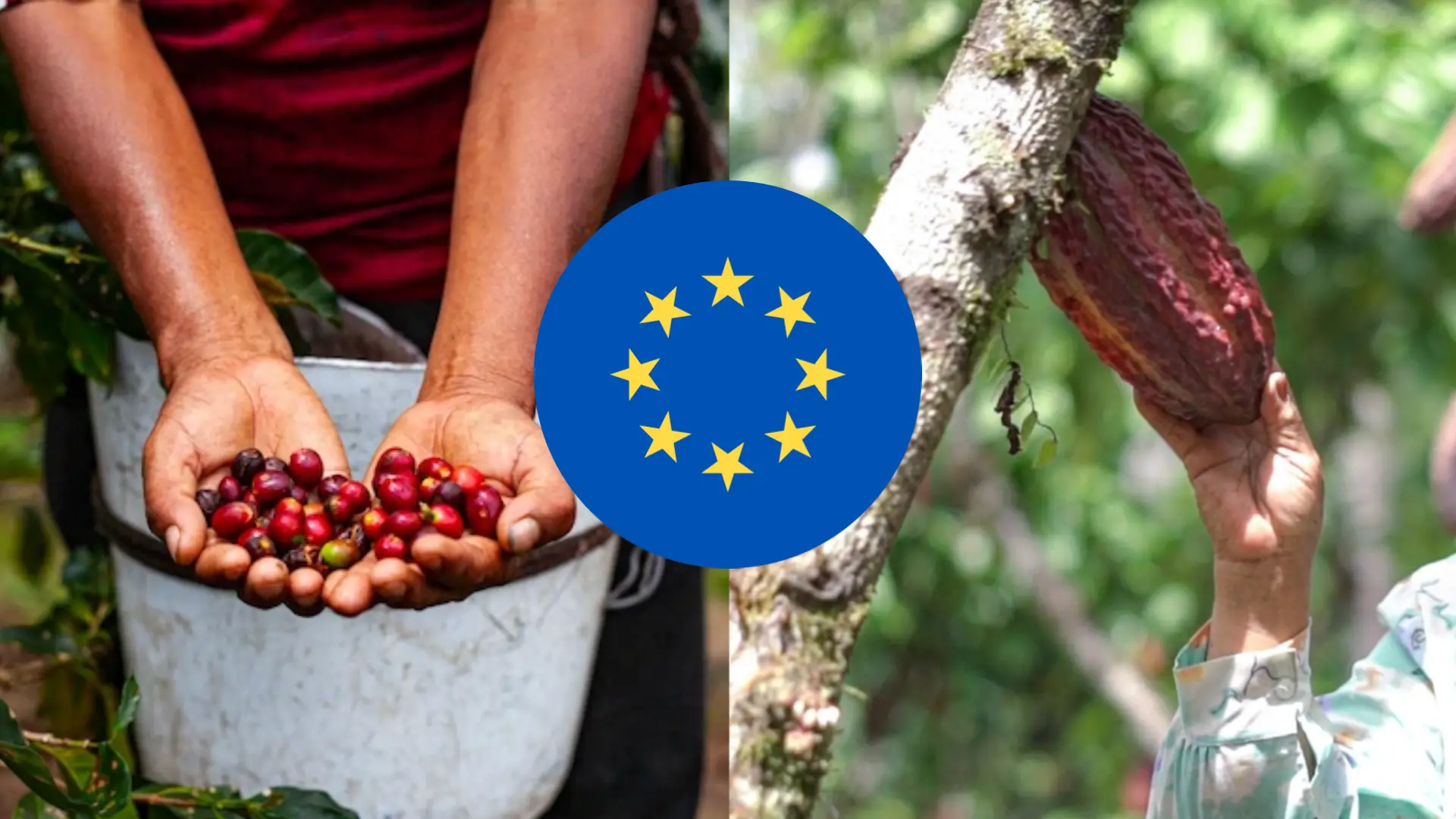 Midagri prevé una prórroga en la aplicación de la norma europea que exige productos libres de deforestación