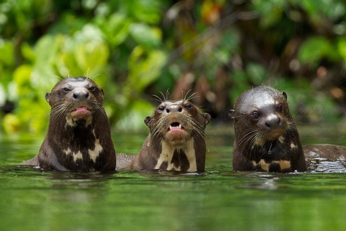 Perú usará sistema con inteligencia artificial para detectar especies y amenazas en áreas protegidas