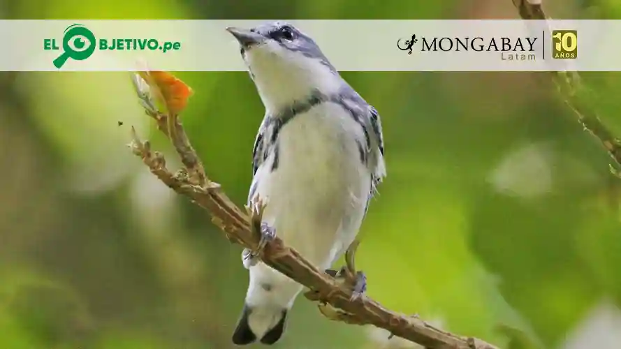 Reinita cerúlea (Setophaga cerulea) macho fotografiado en Costa Rica. Foto: cortesía Asociación Ambiental Cerúlea