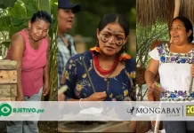 Día Mundial de las Abejas: tres iniciativas de mujeres indígenas para proteger a estos polinizadores en Latinoamérica dia mundial de la abeja - el objetivo
