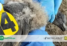Uchuy: el primer polluelo de cóndor andino que lleva un transmisor satelital en Perú uchuy condor polluelo GPS - El Objetivo