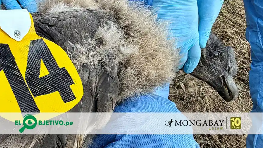 uchuy condor polluelo GPS - El Objetivo