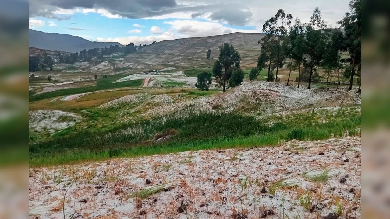 60% de cultivos afectados: Sector agrario urge de plan de contingencia ante bajas temperaturas en Ayacucho