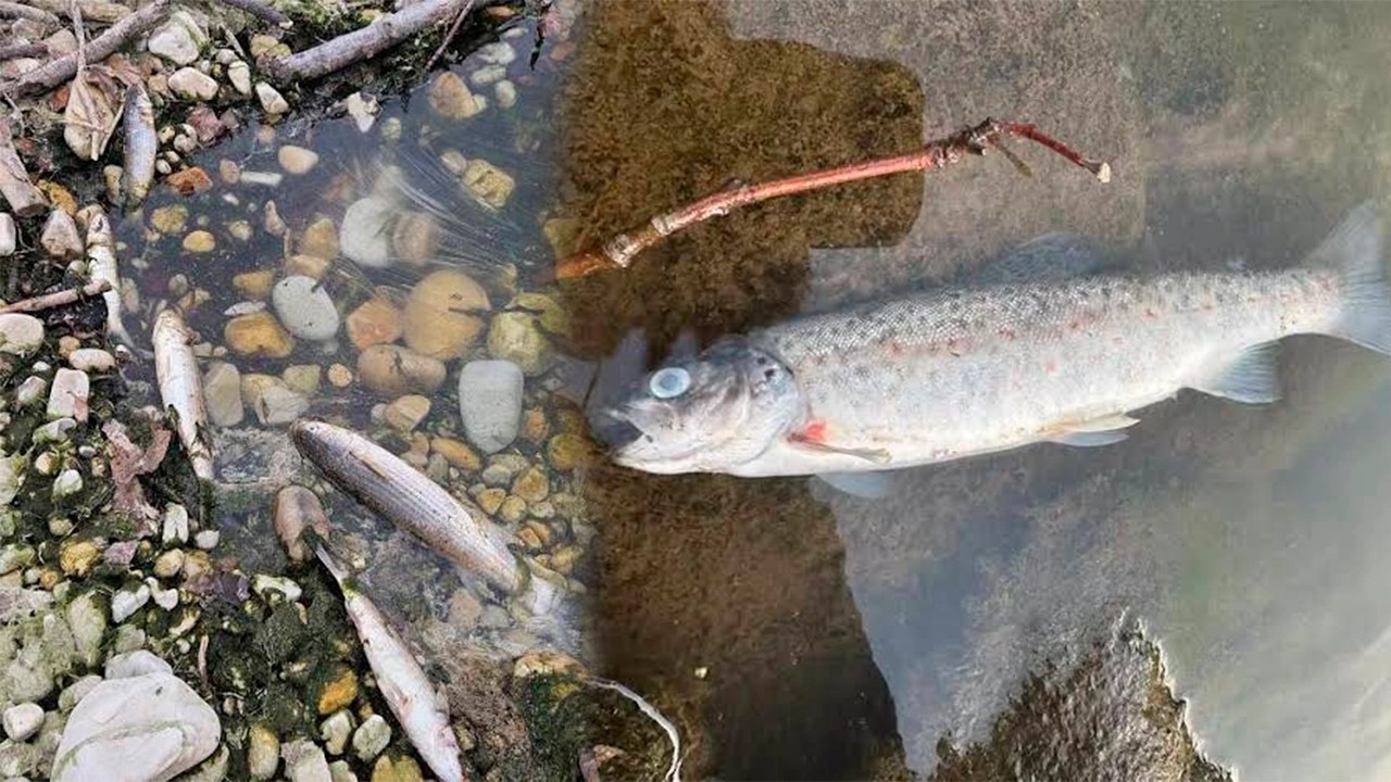 Fenómeno El Niño pondría en riesgo la fauna silvestre y la producción de trucha en Ayacucho