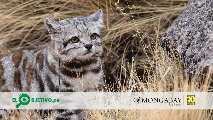 El gato andino es el felino menos visto en la región y habita en Argentina, Bolivia, Chile y Perú. Foto: Juan Repucci/Alianza Gato Andino (AGA)/WCS Argentina