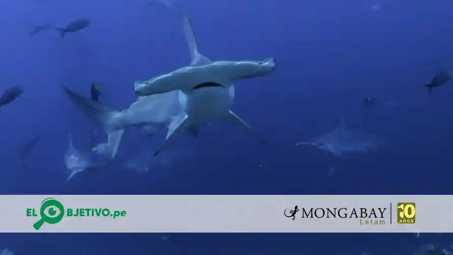 Los tiburones se encuentran en la cima de la pirámide trófica. Al cazar, también se alimentan de peces heridos o enfermos, lo que regula las poblaciones de otras especies, manteniendo la salud y el equilibrio de los ecosistemas marinos. Foto: Joshua Vela